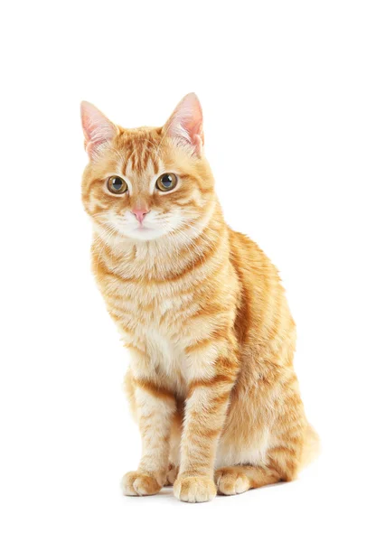 Portrait of red cat isolated on white — Stock Photo, Image