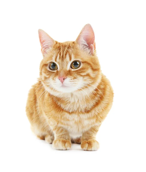 Портрет красной кошки изолирован на белом — стоковое фото