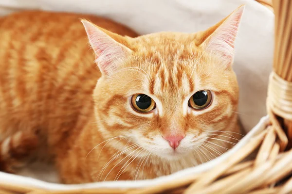 Czerwony kot w wiklinowym koszu, zbliżenie — Zdjęcie stockowe