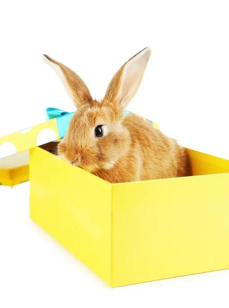 Cute rabbit in gift box — Stock Photo, Image