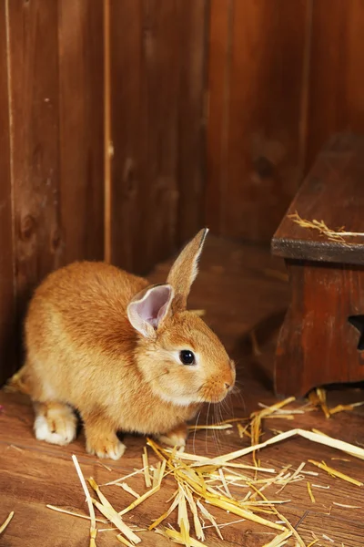 Cute rabbit in barn — Stock Photo, Image