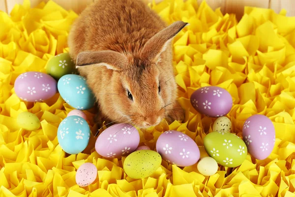 Süßes rotes Kaninchen mit Ostereiern — Stockfoto