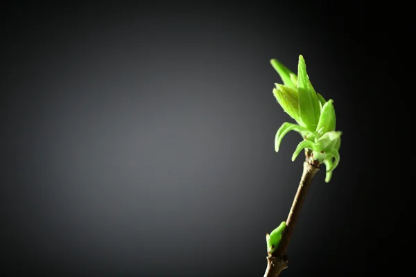 Young foliage on twig — Stock Photo, Image