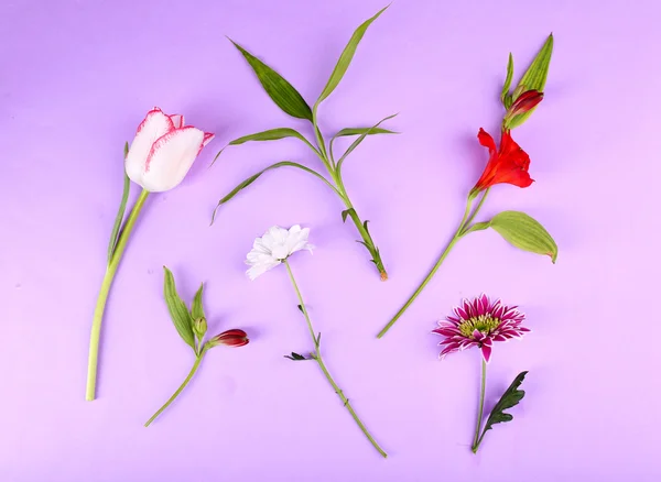 Different flowers on colour background — Stock Photo, Image