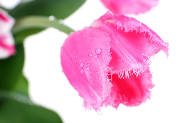 Bel tulipano con gocce d'acqua da vicino — Foto Stock