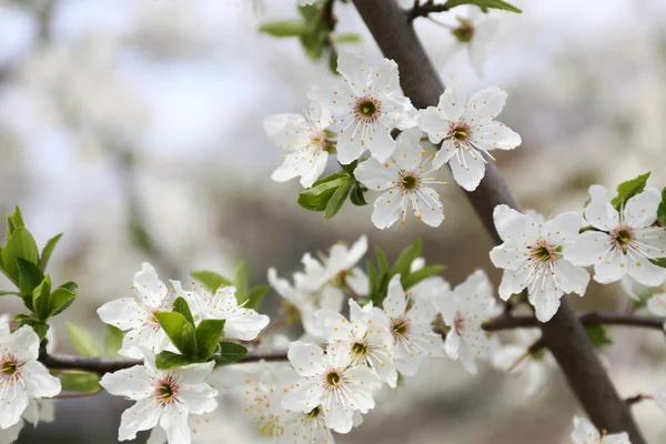 Blooming cherry tree twigs in spring close up — Stock Photo, Image