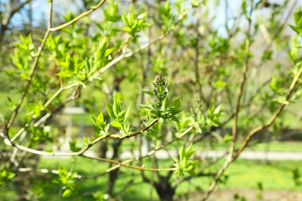 Hojas verdes en ramitas en primavera de cerca —  Fotos de Stock
