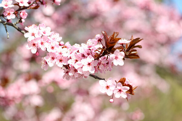 Цветение сакуры на фоне размытой природы
