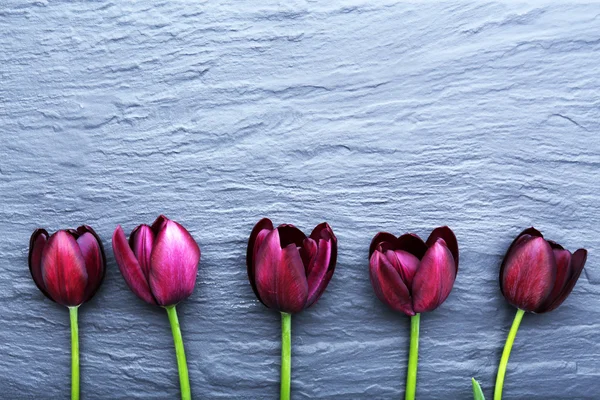 Hermosos tulipanes violetas sobre fondo gris —  Fotos de Stock