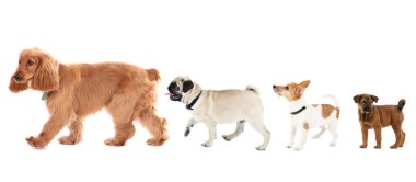 Grup köpekler üzerinde beyaz izole satırdaki farklı boyutlarda