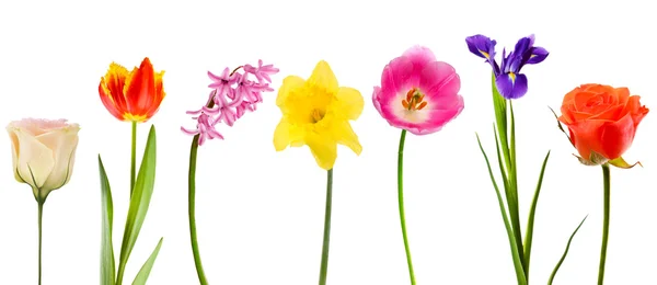 Hermosas flores aisladas en blanco — Foto de Stock