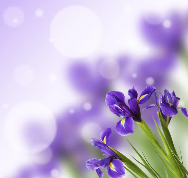Beautiful Iris flowers on bright background — Stock Photo, Image