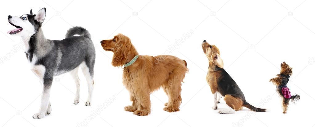 Group of dogs different sizes in row, isolated on white
