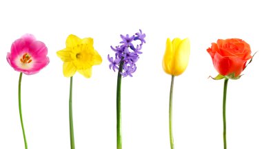 Güzel çiçekler beyaz üzerinde izole.