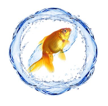 Su sıçramalarına, üzerinde beyaz izole Goldfish