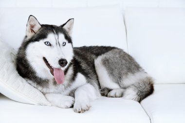 Güzel şirin husky kanepe beyaz odada yatan