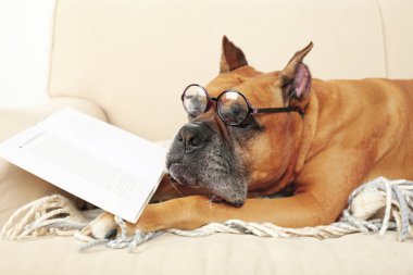 Sevimli köpek komik gözlük ve eve iç arka koltukta yatarken kitap