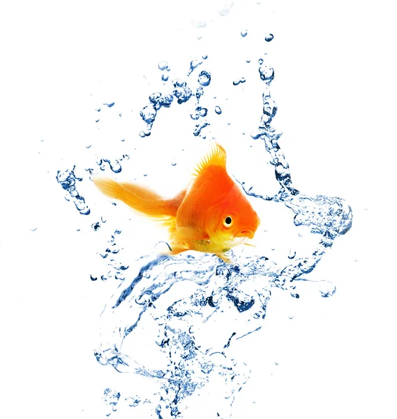 Goldfish in water splashes, isolated on white — Stock Photo, Image