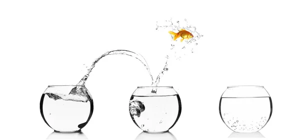 Goldfish jumping into glass aquarium, isolated on white — Stock Photo, Image