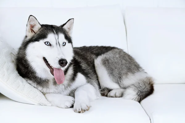 Hermoso lindo husky acostado en el sofá en la habitación blanca — Foto de Stock