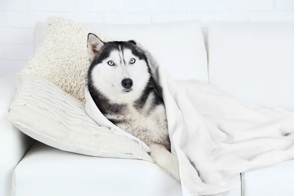 Mooi schattig husky met handdoek liggend op de Bank in witte kamer — Stockfoto