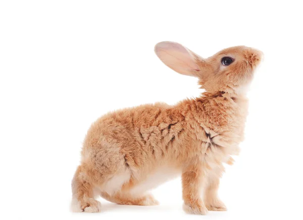 Pequeño conejo aislado en blanco —  Fotos de Stock