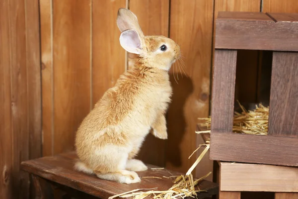 可爱的兔子在谷仓里，关闭 — 图库照片