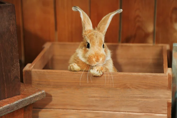 Милый кролик в сарае, закрывай. — стоковое фото