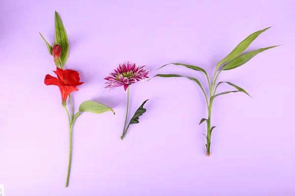 Различные цветы на цветном фоне — стоковое фото