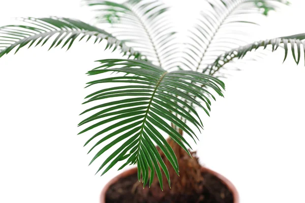 Groene bladeren van sago palmboom geïsoleerd op wit — Stockfoto