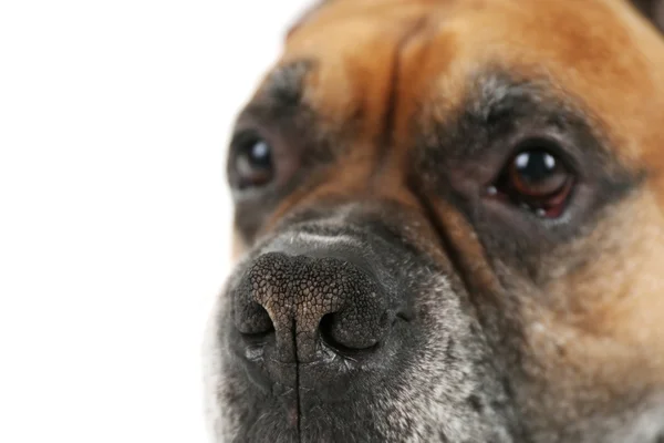 Boxer chien isolé sur fond blanc — Photo