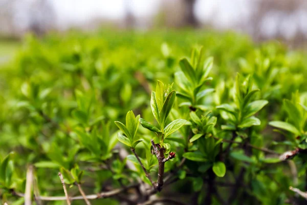 Greens leaves on tree twigs in spring close up — Stock Photo, Image