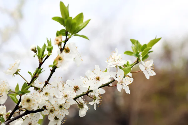 Bloeiende kersenboom takjes in het voorjaar van close-up — Stockfoto