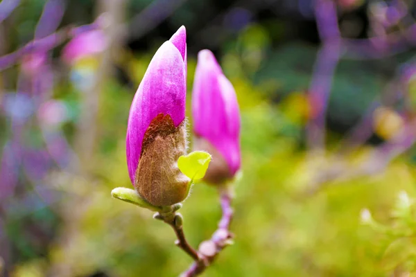 Rama de árboles floreciente con flores de magnolia en primavera de cerca — Foto de Stock