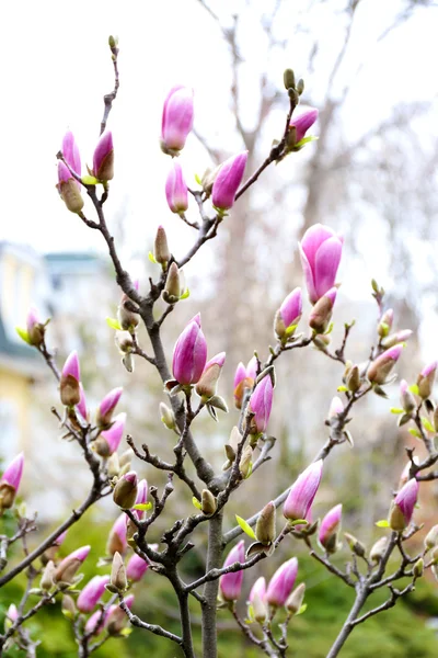 Rama de árboles floreciente con flores de magnolia en primavera de cerca — Foto de Stock