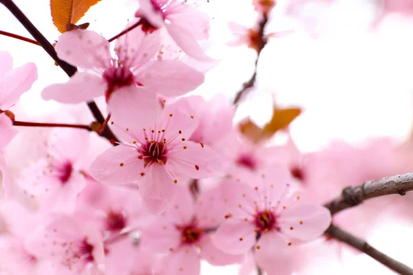 Blooming tree twigs with pink flowers in spring close up — Stock Photo, Image