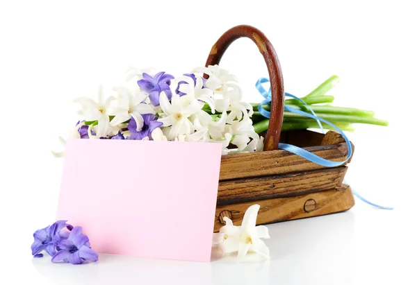 Belle hortensia dans un panier en bois avec carte isolée sur blanc — Photo