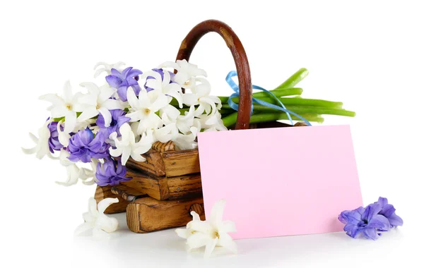 Hermosa hortensia en cesta de madera con tarjeta aislada en blanco —  Fotos de Stock
