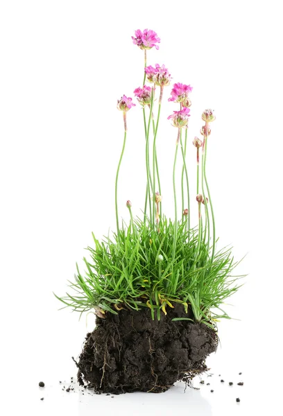 Schöne Blumen mit grünem Gras und Boden isoliert auf weiß — Stockfoto