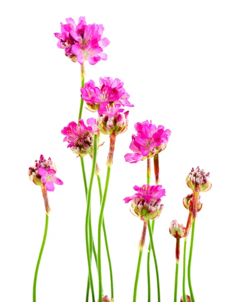 Belas flores cor-de-rosa isolado no branco — Fotografia de Stock