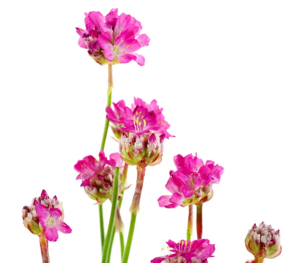 Mooie roze bloemen geïsoleerd op wit — Stockfoto