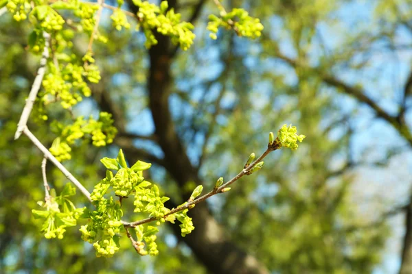 Green leaves on twigs in spring close up — Stock Photo, Image