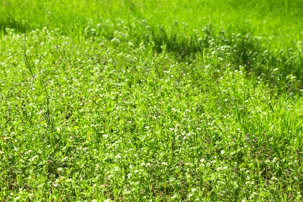Belo campo verde com pequenas flores ao ar livre — Fotografia de Stock