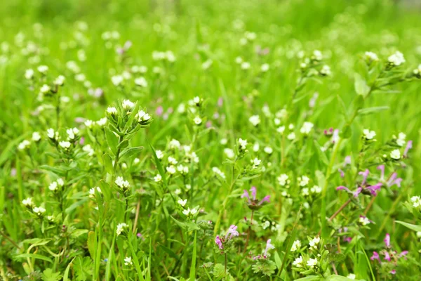 Beautiful green field with small flowers outdoors — Stock Photo, Image