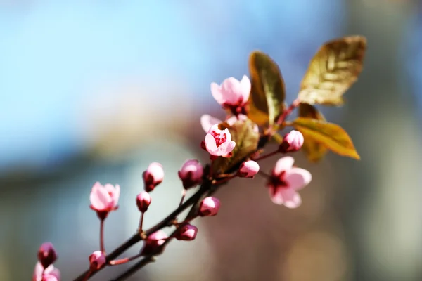 Flores de cerezo sobre el fondo borroso de la naturaleza, de cerca — Foto de Stock