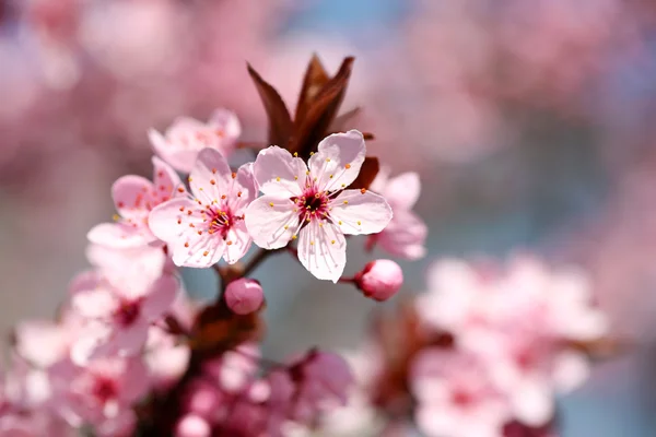 Cherry blossoms over blurred nature background, close up — Stock Photo, Image