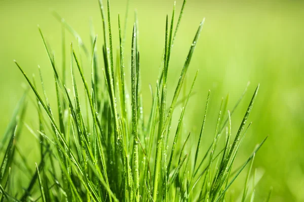 Herbe verte avec rosée sur fond nature, gros plan — Photo