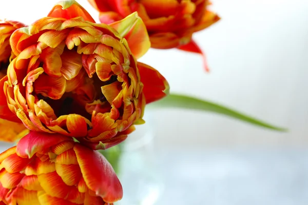 Beautiful bright tulips close up — Stock Photo, Image