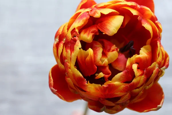 Hermoso tulipán brillante de cerca —  Fotos de Stock