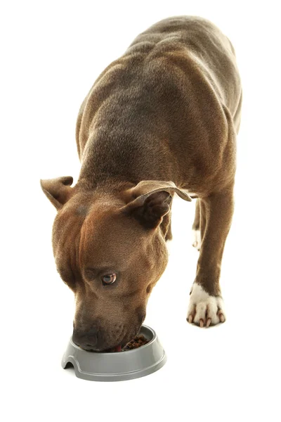 Dog with dog food isolated on white — Stock Photo, Image